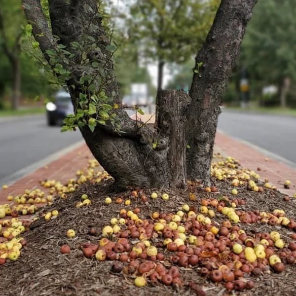 WASHINGTONIAN – Forage Apples Around DC and Get Paid in Cider from Anxo