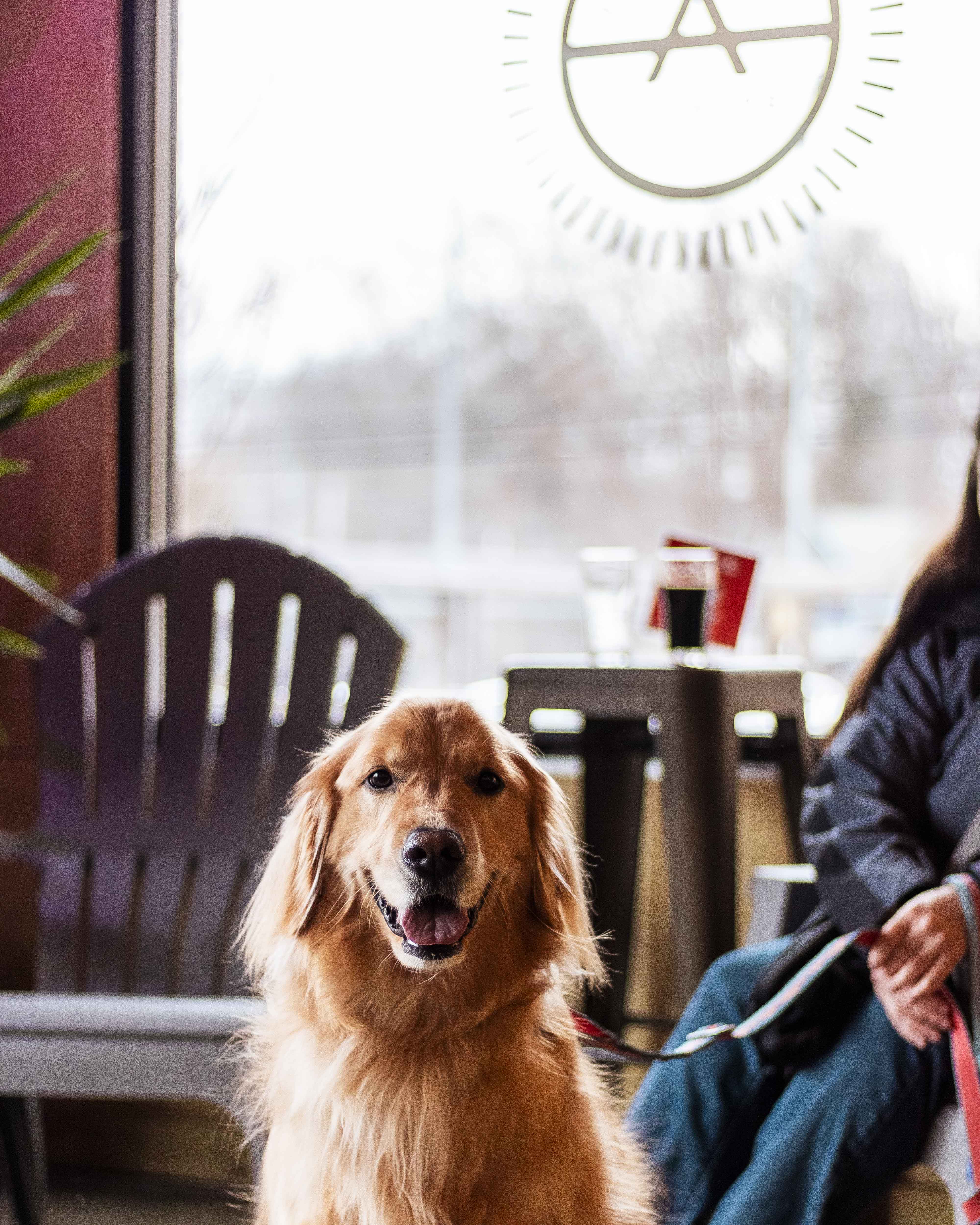 2021_Doggy Date Night - Pet Adoption_ Photo credit Carlos Maldonado Romero - 2