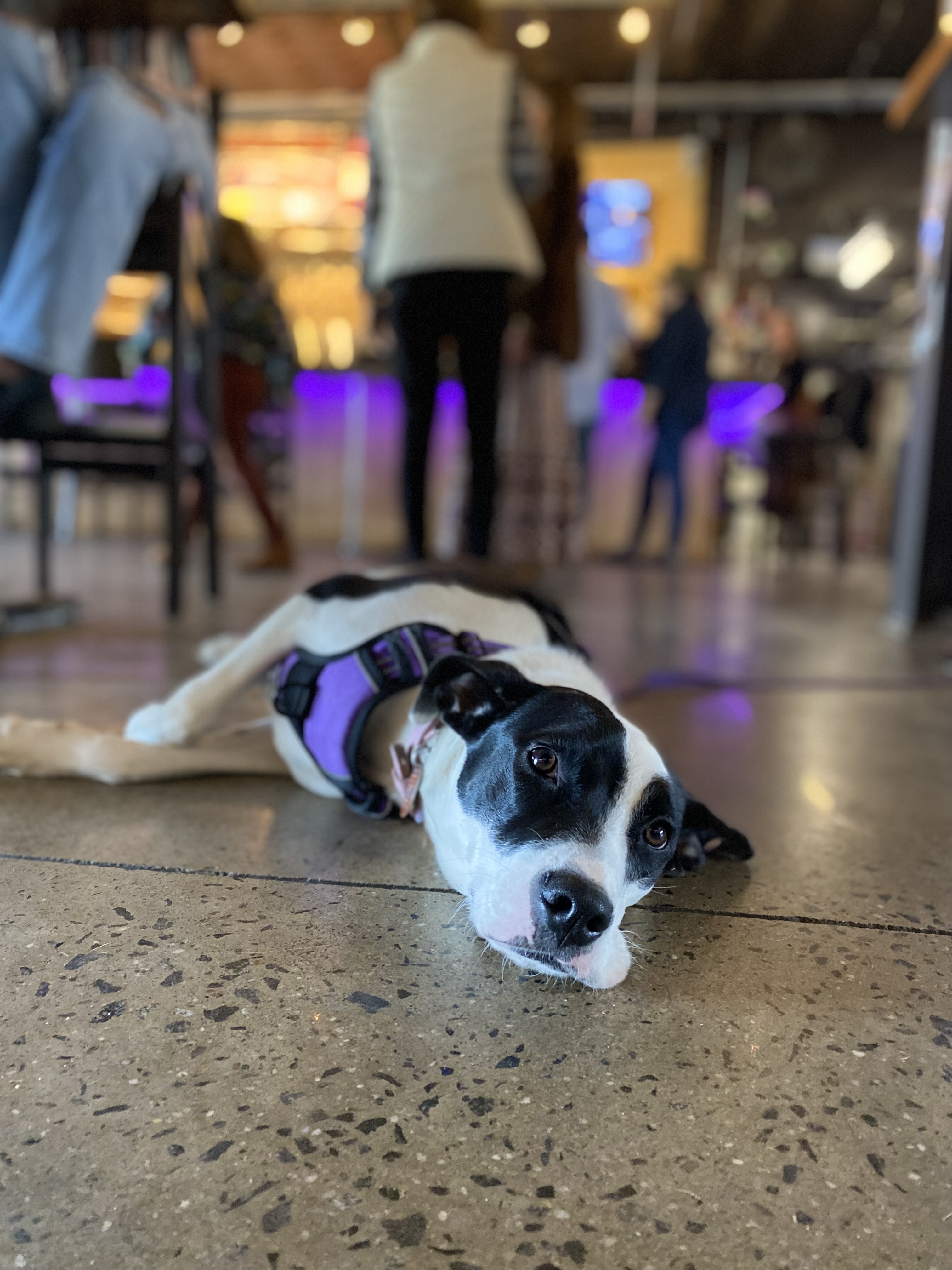 Barketype aniwaya dog Haywood