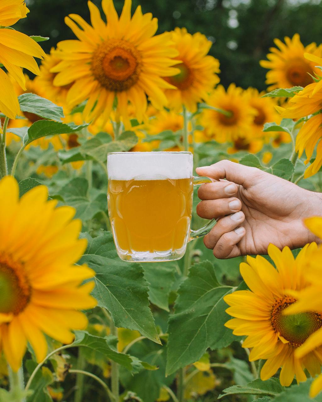 Beer surrounded by sunflowers