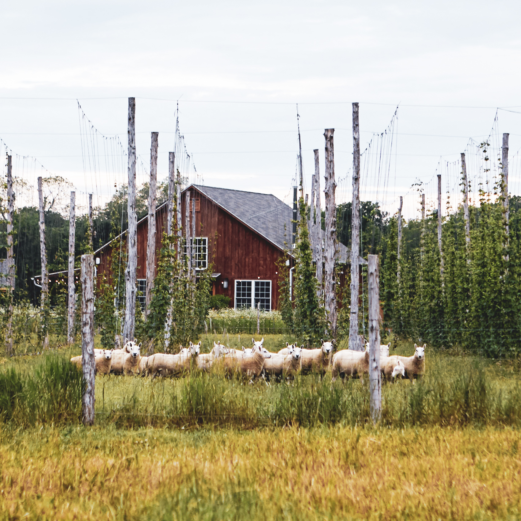 Forbes: What are dirty beers and why are people drinking them?