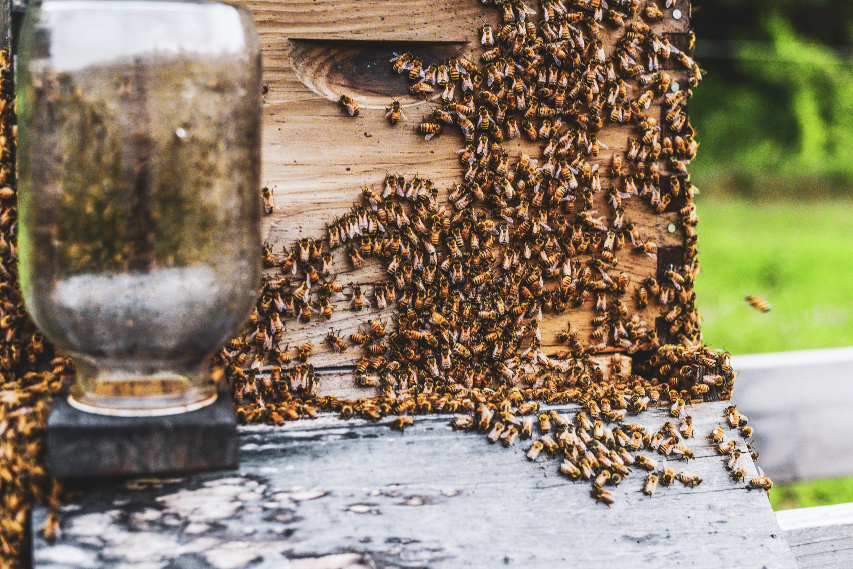 Imbibe: How Brewers and Distillers Are Helping Honeybees