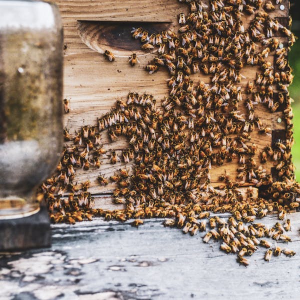 Imbibe: How Brewers and Distillers Are Helping Honeybees