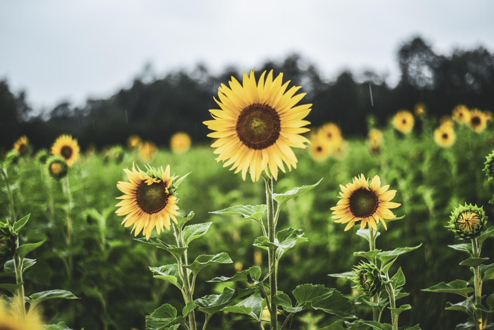 New York Times: Enjoy That Last Gasp of Summer