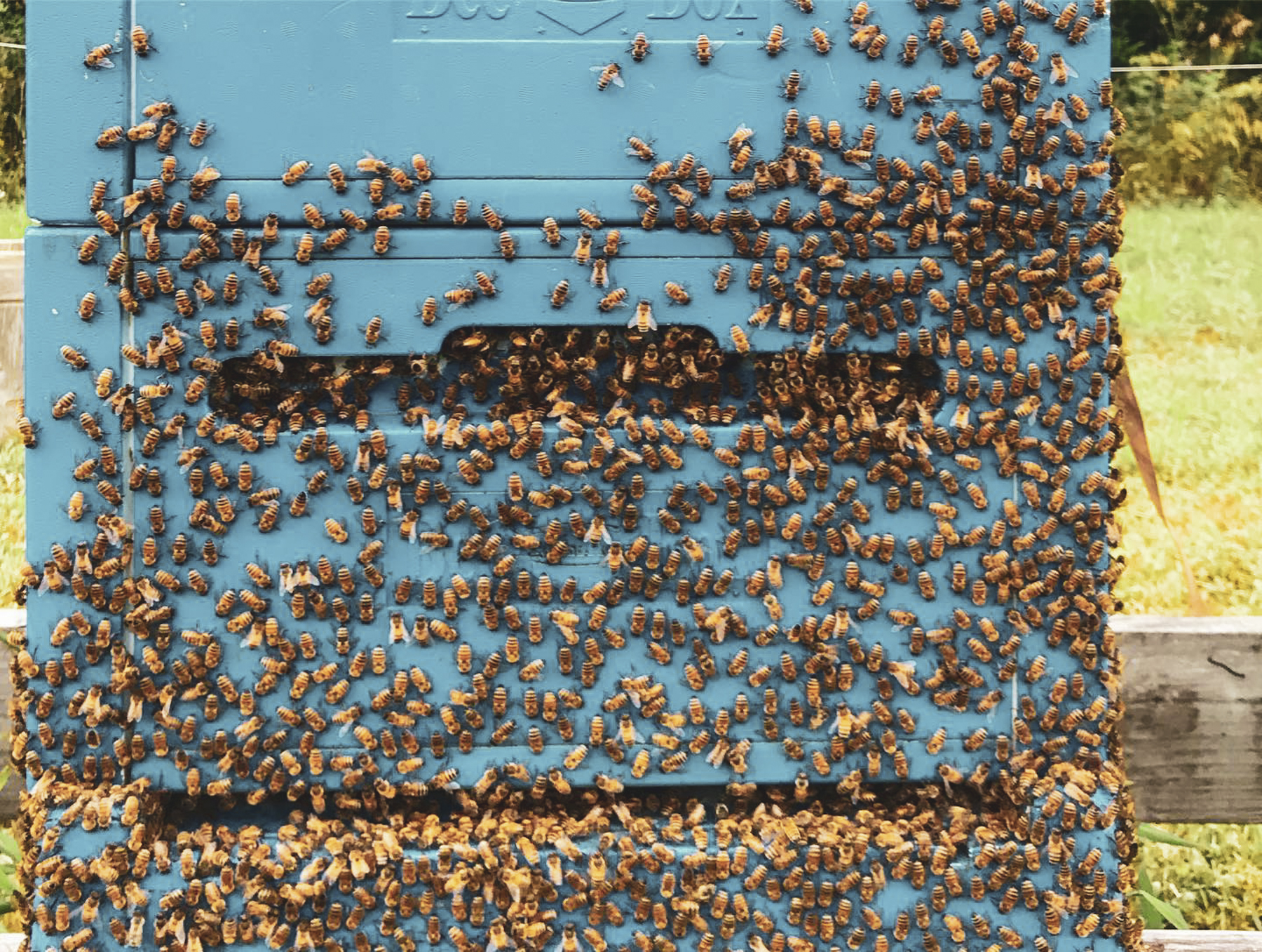 New York Times: A Hops Farm Turns to Brewing