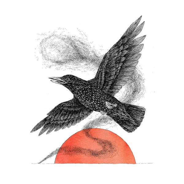 Starling Peach