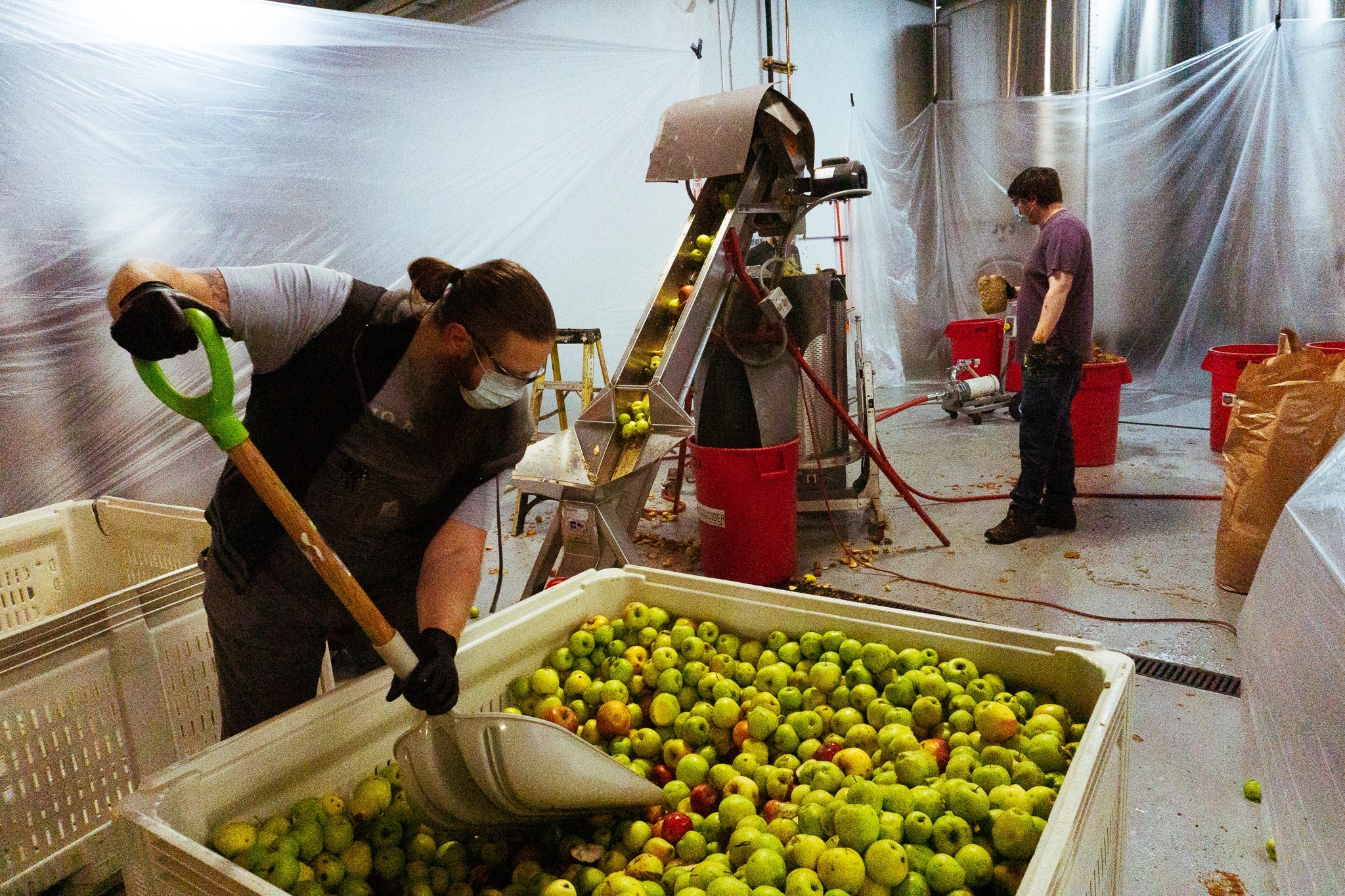 A man uses a shovel to move apples from a bin into a cider tank