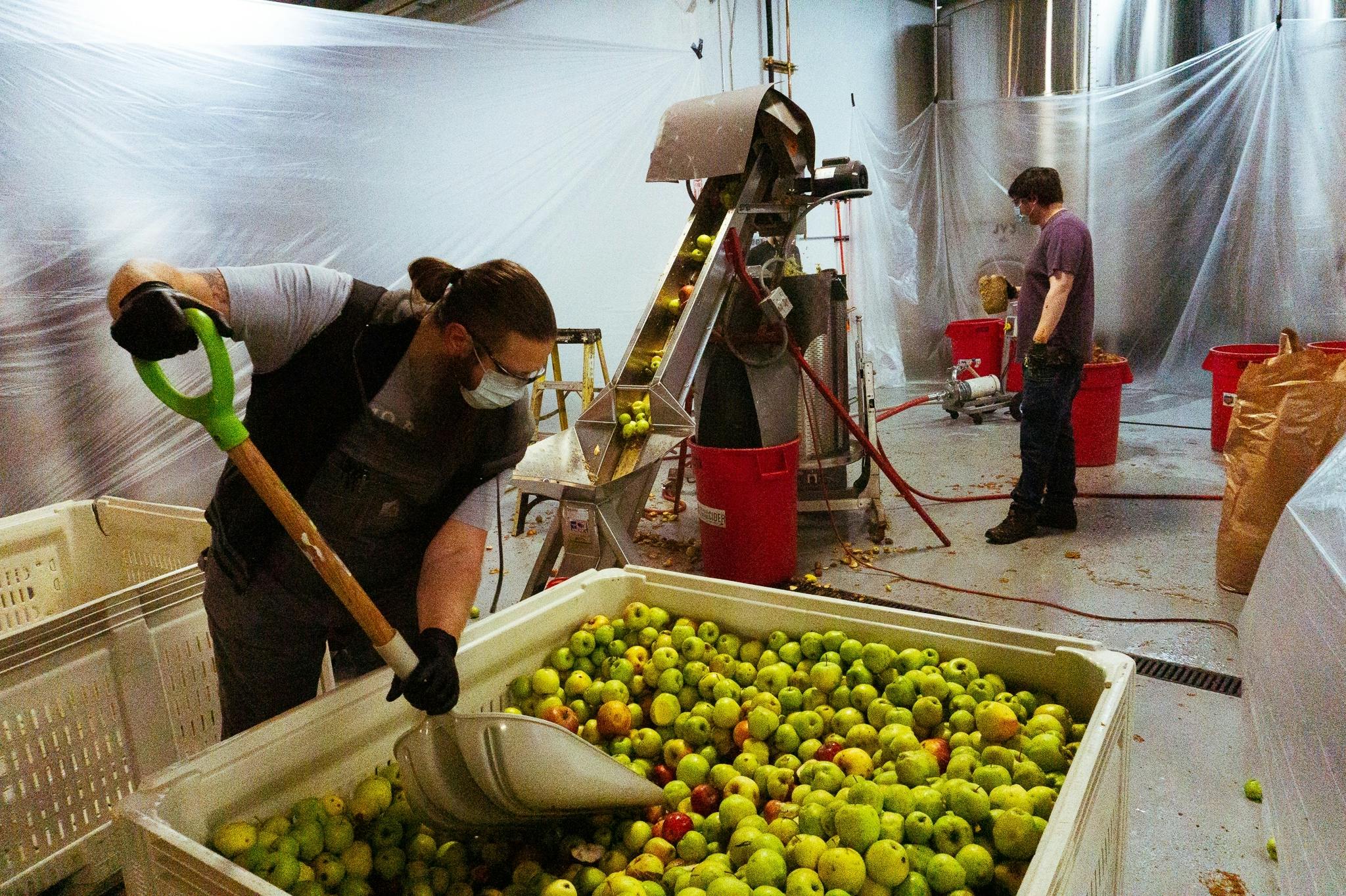 A man uses a shovel to move apples from a bin into a cider tank
