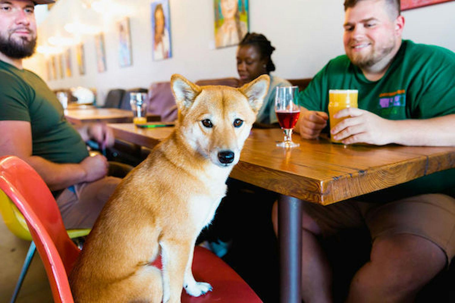 A dog sits on the bench at a brewery taproom with a beer in front of him