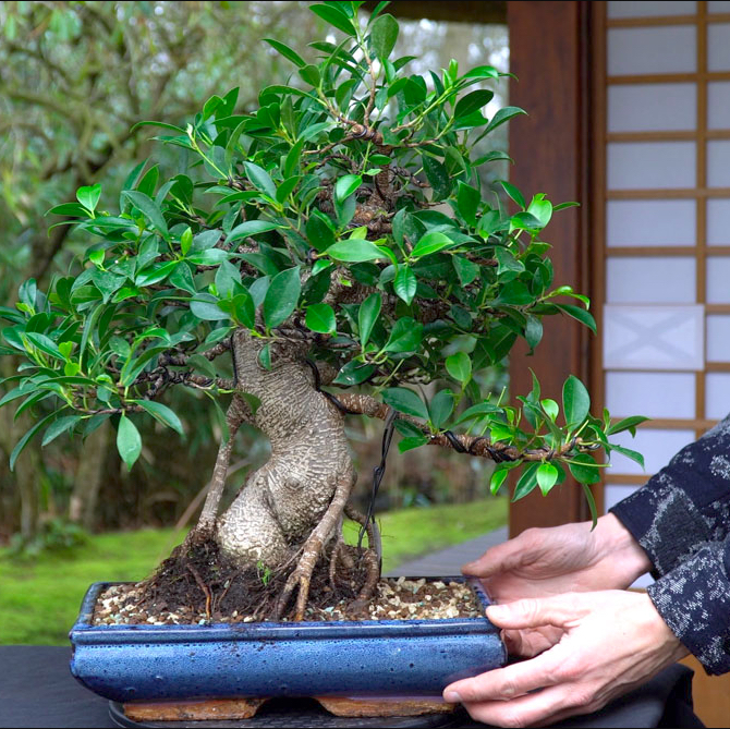 Beginner Bonsai – 6:30 to 8:30pm