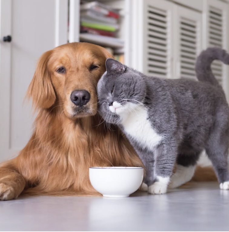 Bingo Night Sponsored by Diamonds Natural Pet Care: 5pm to 8pm