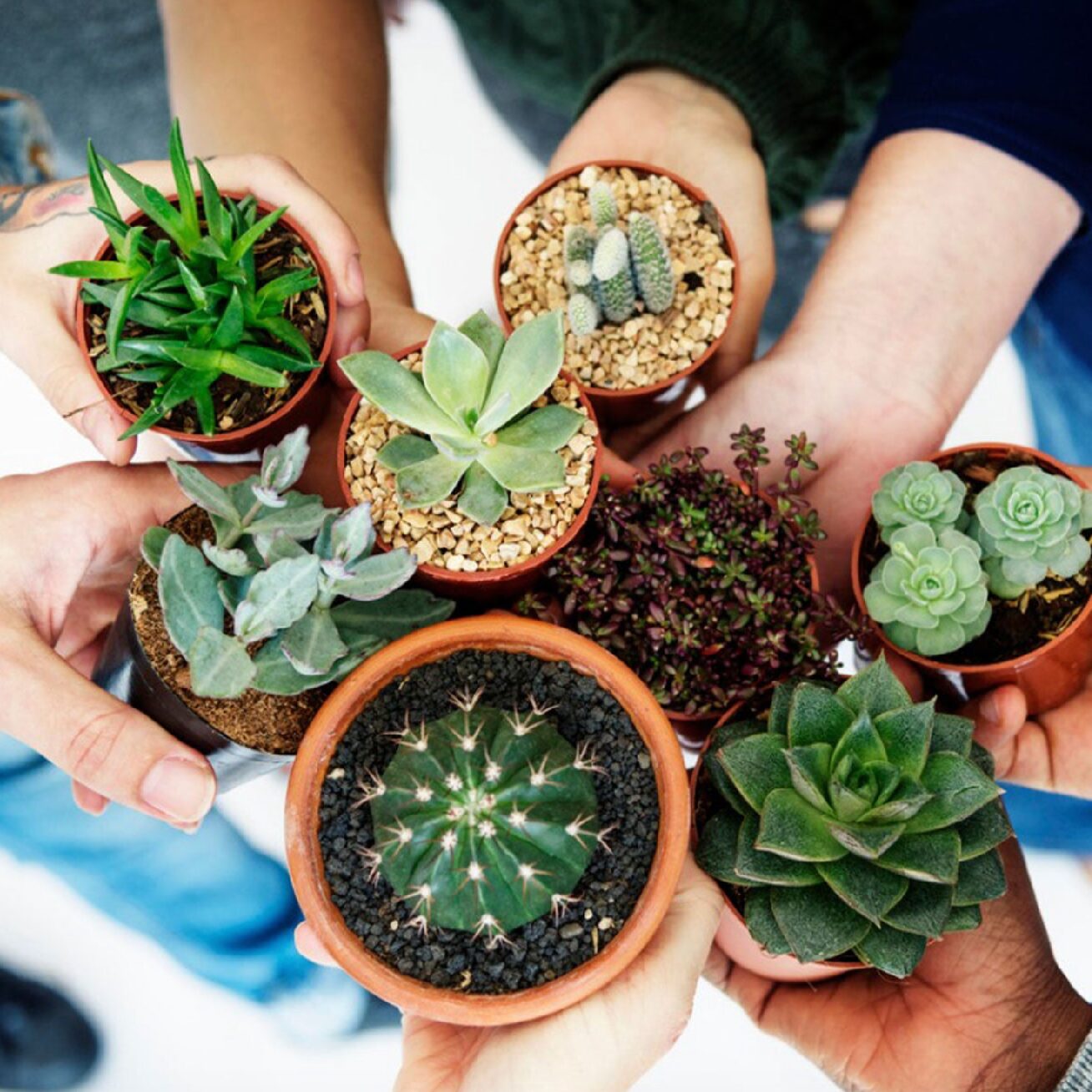 Take It or Leaf It Plant Swap – 12pm to 4pm
