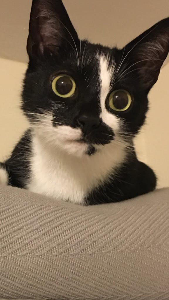 Screenshot Black and white cat - Alice