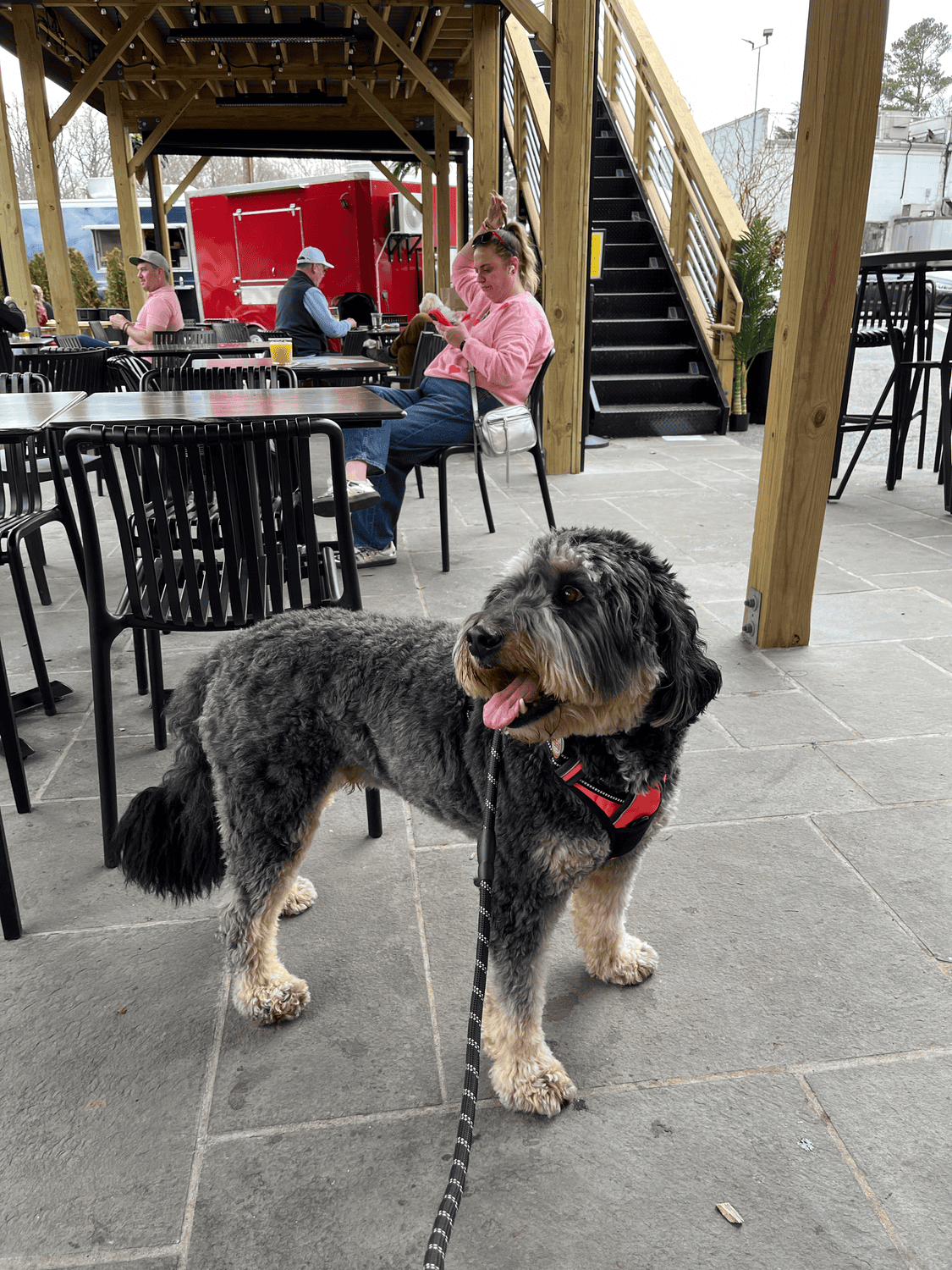 Dog on a leash on Babycat Brewery patio