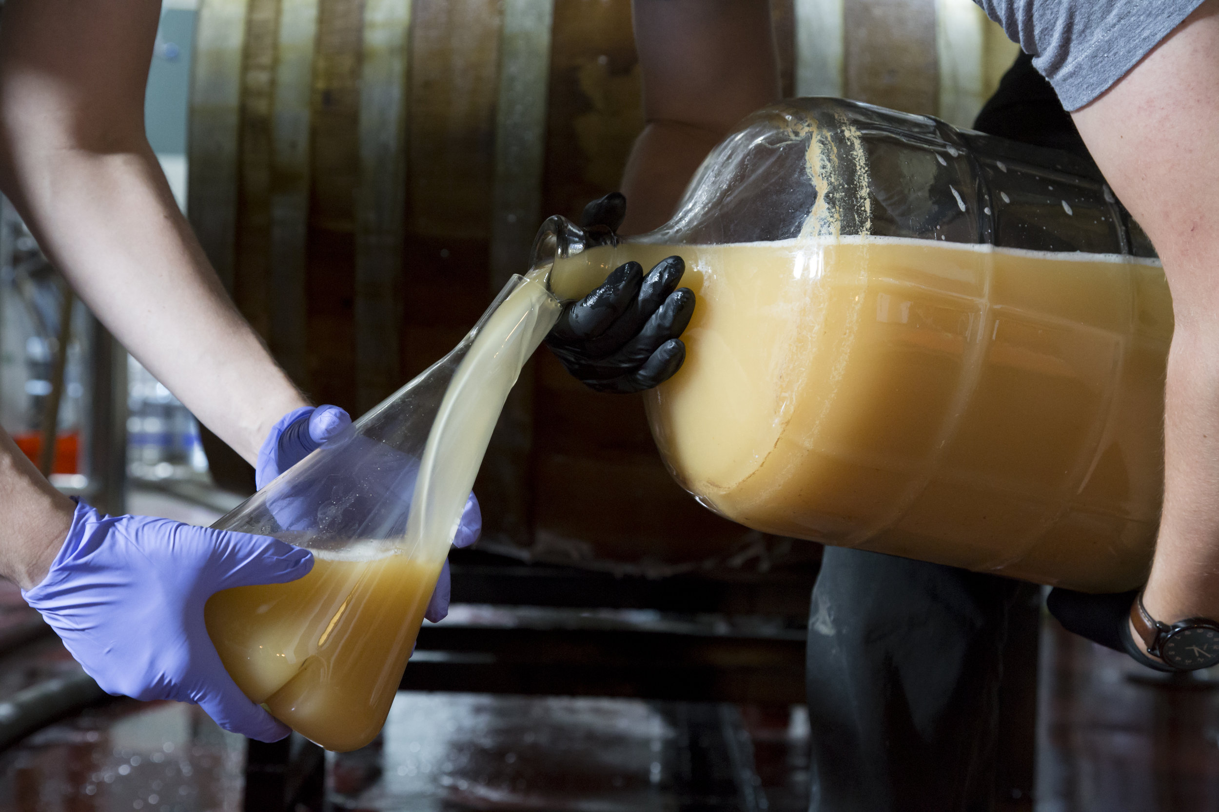 Bearded Iris Brewing 13