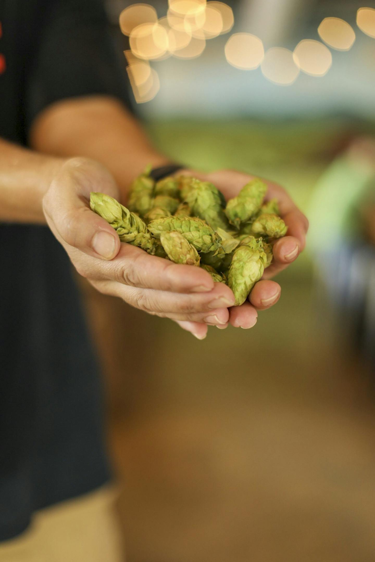 Fresh Hops