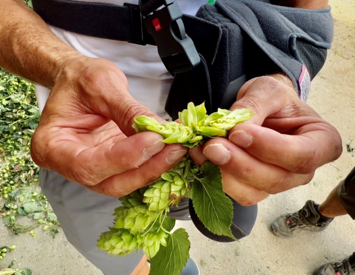 Anton and bracteoles