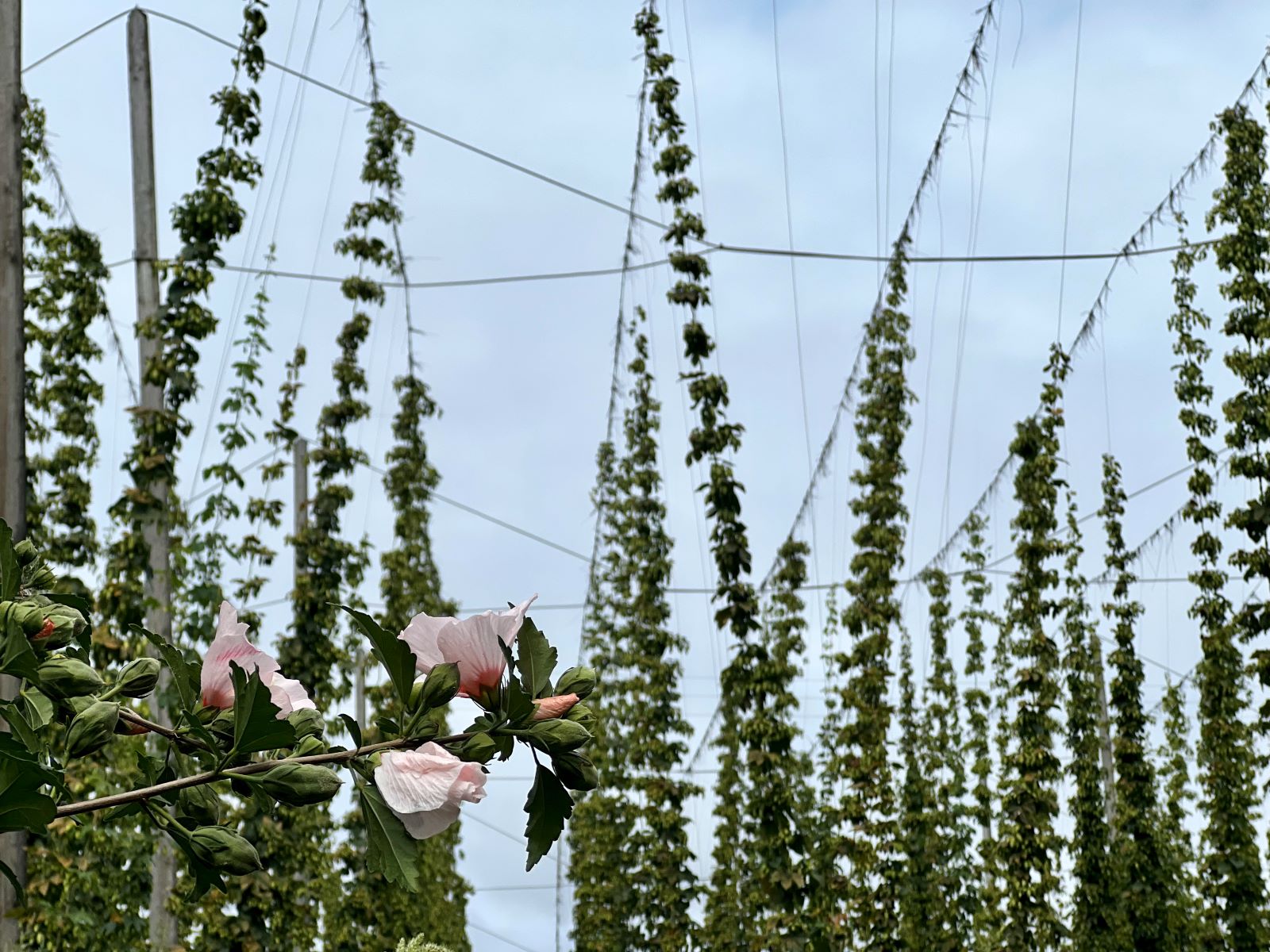 hops and bloom
