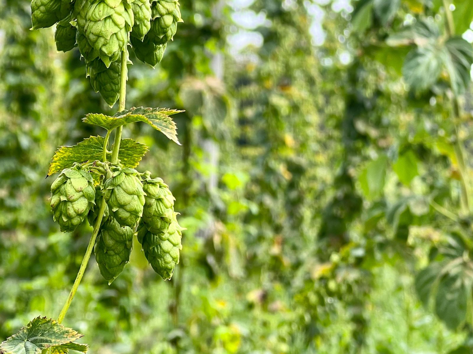 hops up close