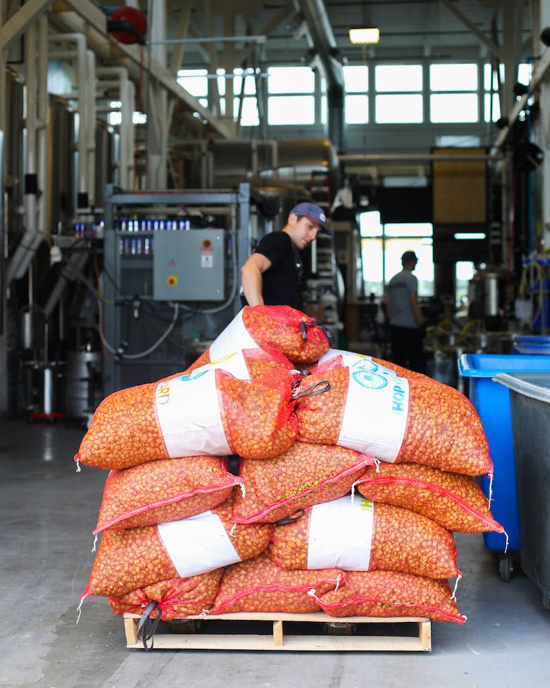 Man moving wet hops