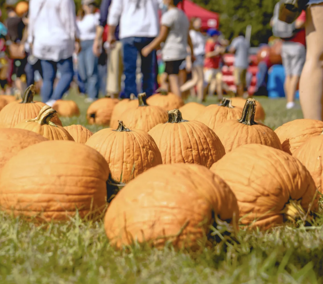 Falling for Local | Dix Park