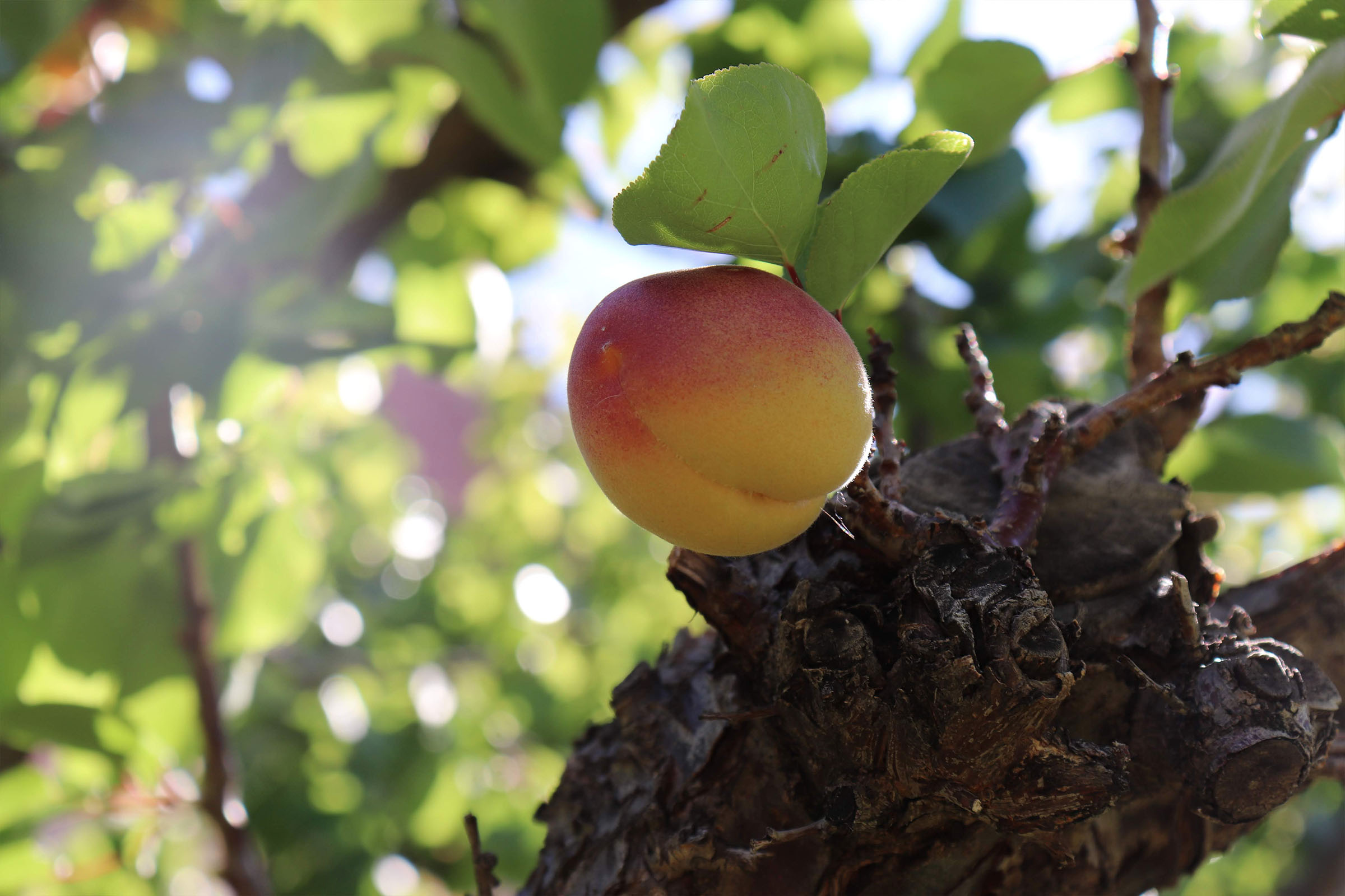 PHOTO ESSAY – An Apricot’s Journey