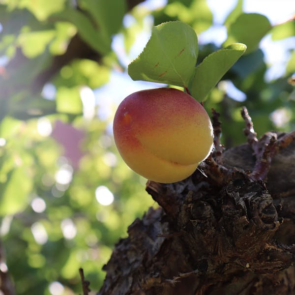 PHOTO ESSAY – An Apricot’s Journey
