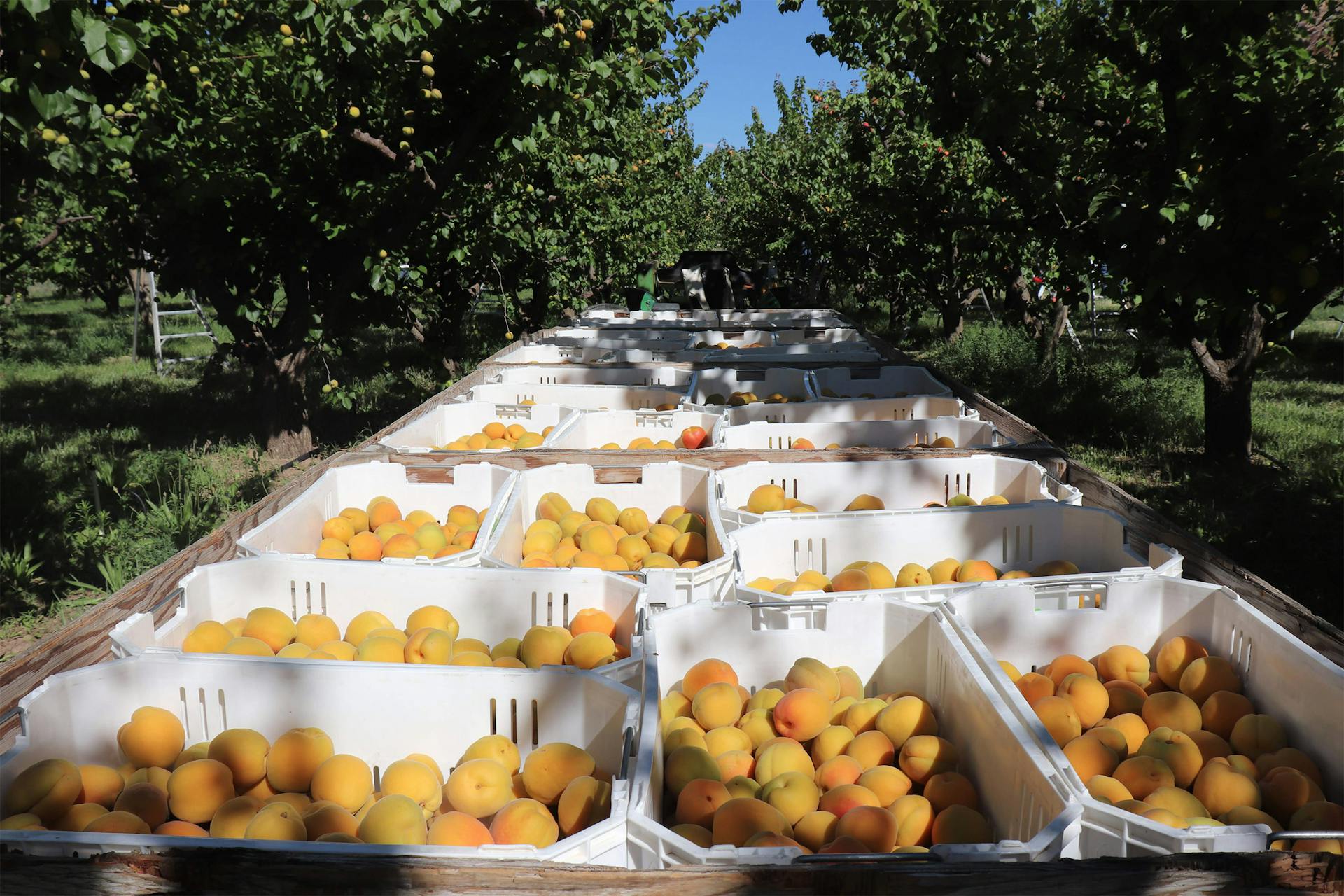 Photo Essay - An Apricot's Journey