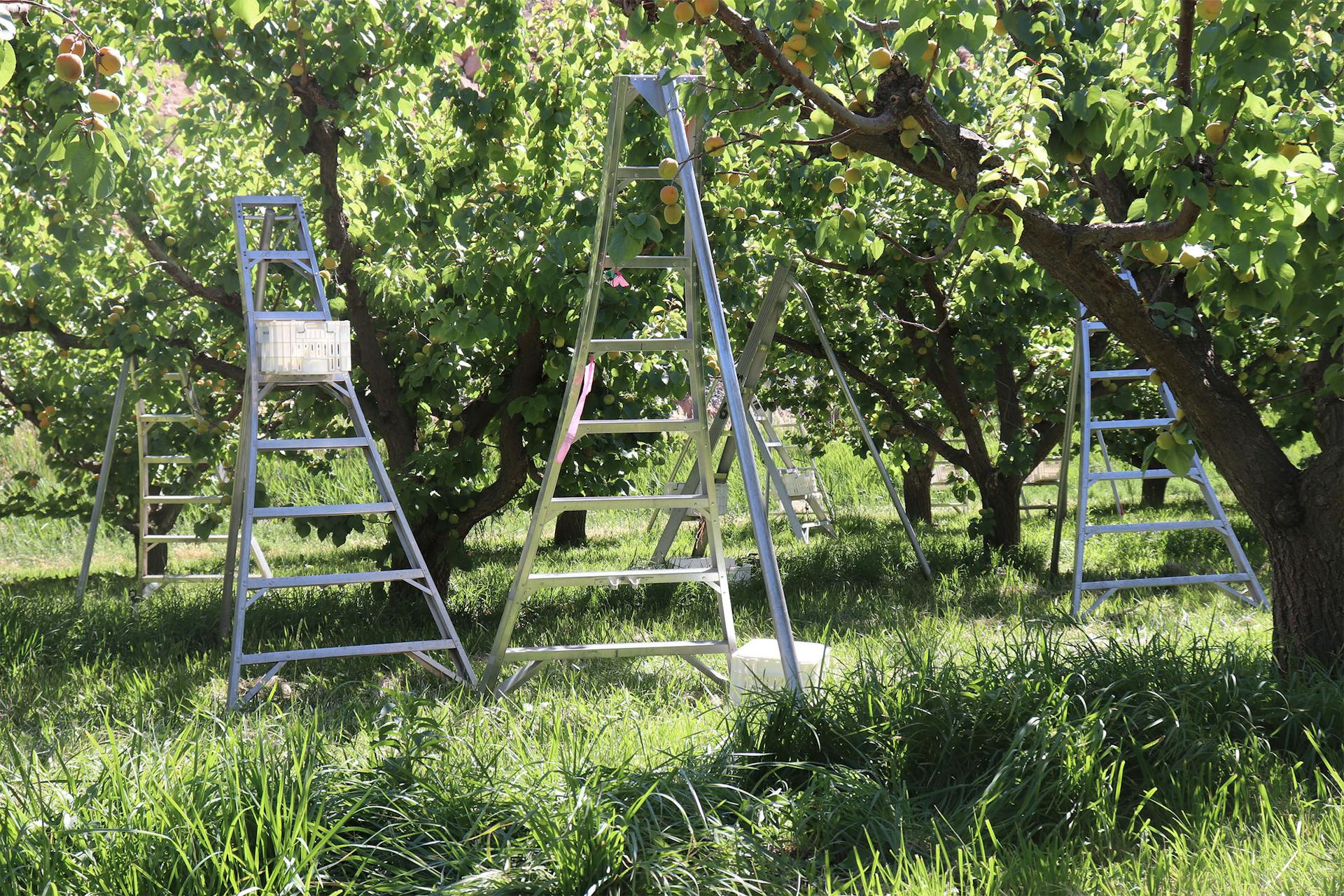 Photo Essay - An Apricot's Journey