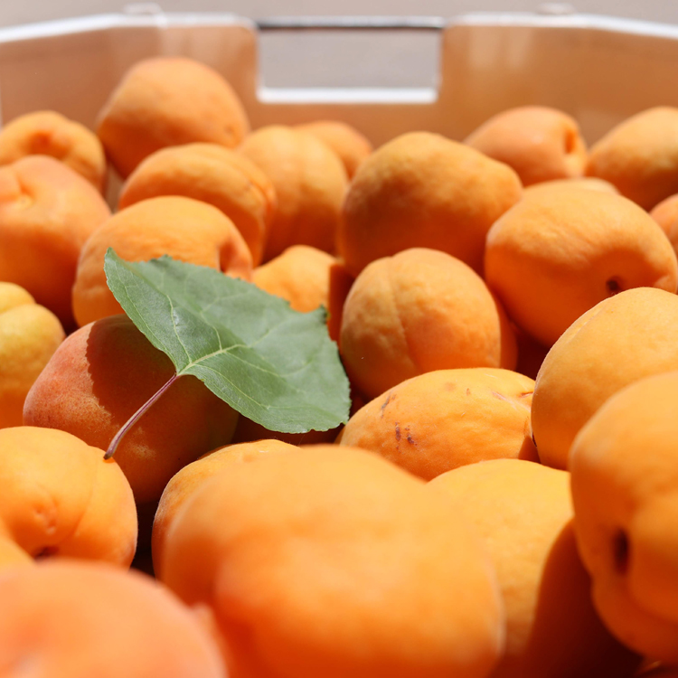 The high’s, the low’s, the Perfection.