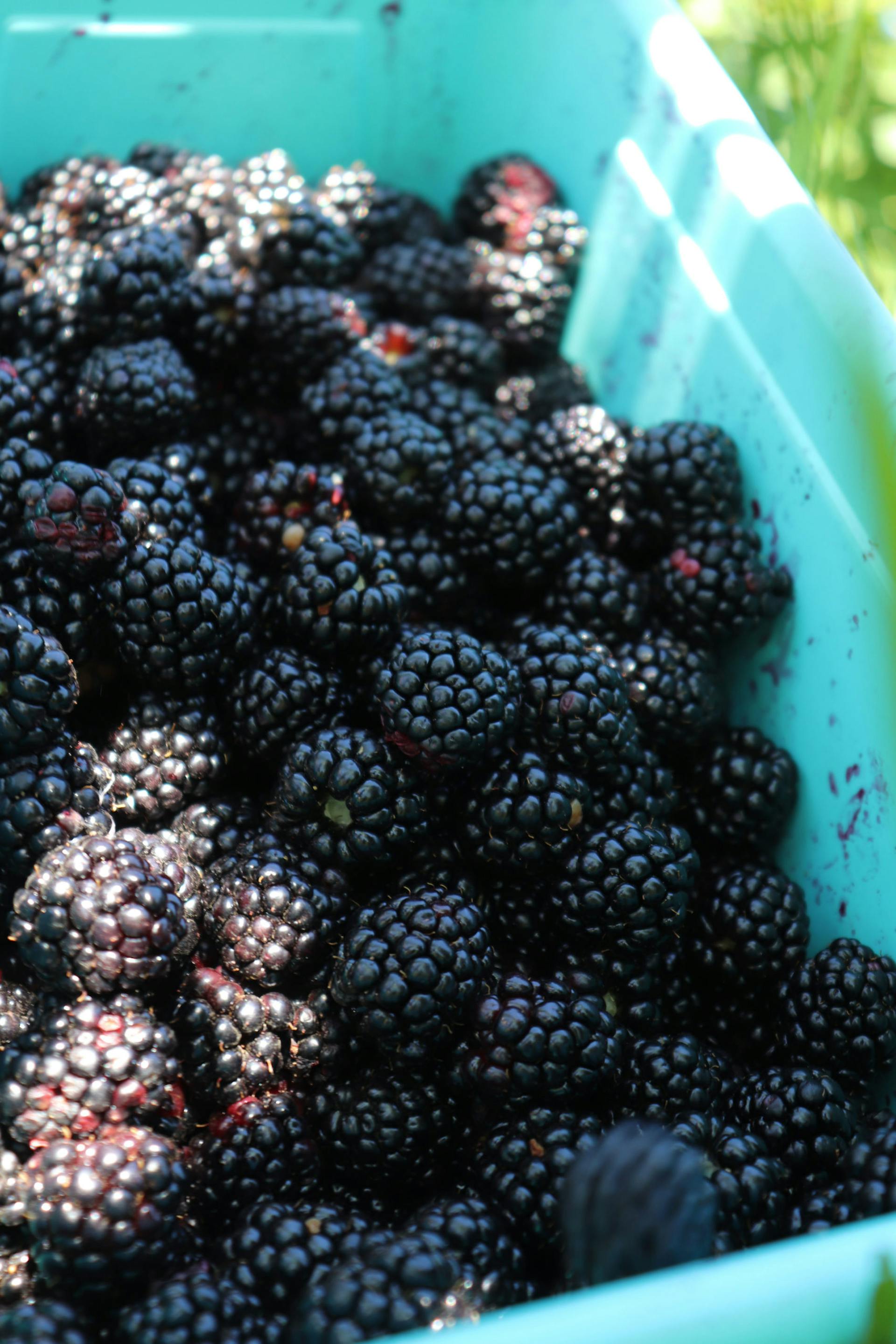 Blackberries In. Bucket