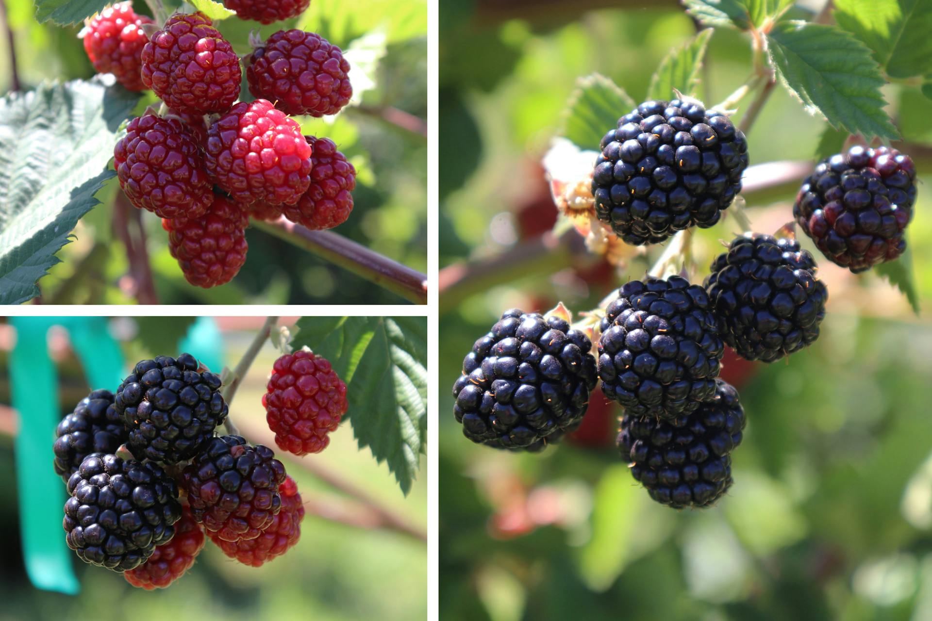 Hotchkiss Blackberries