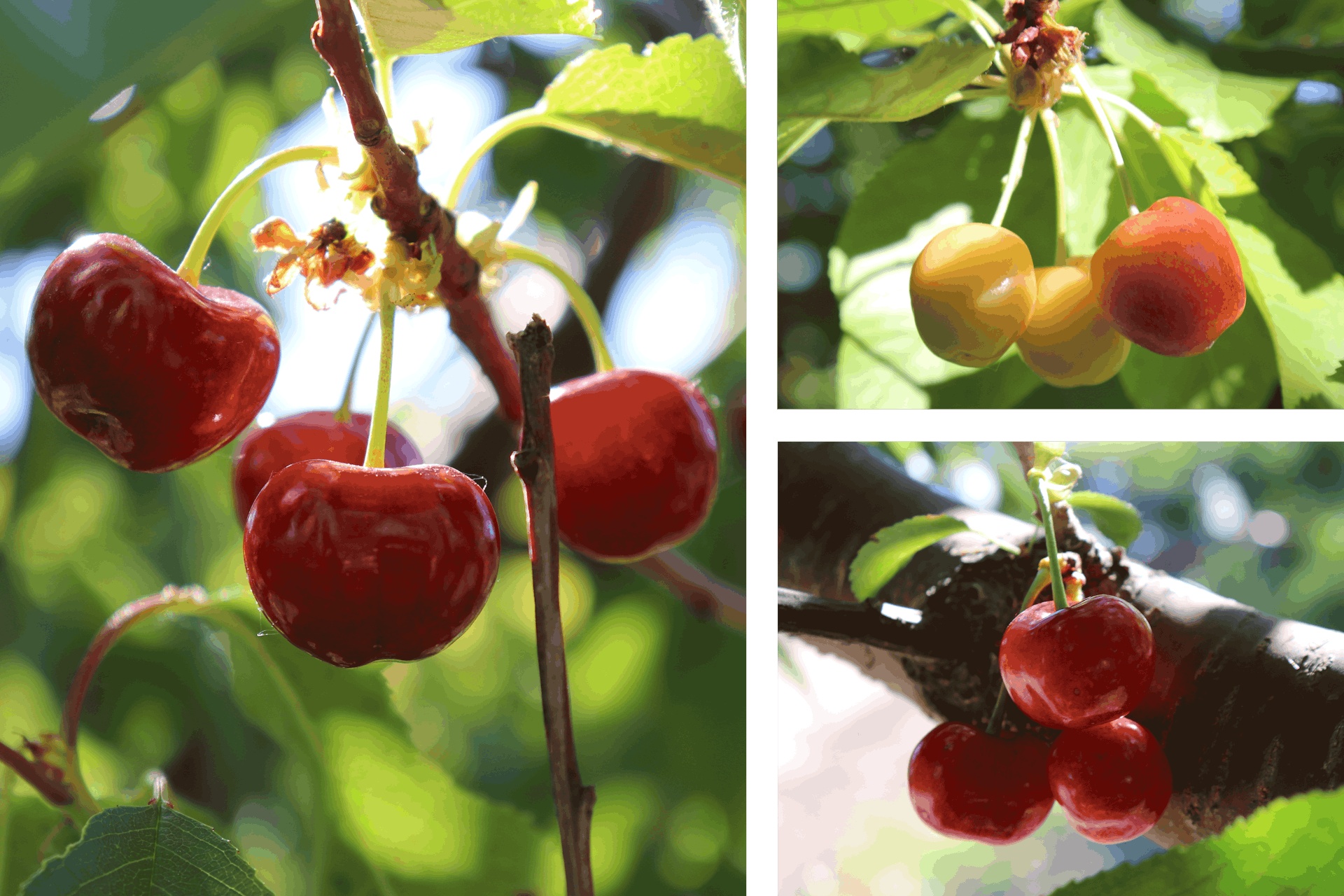 Cherry Varieties on Trees