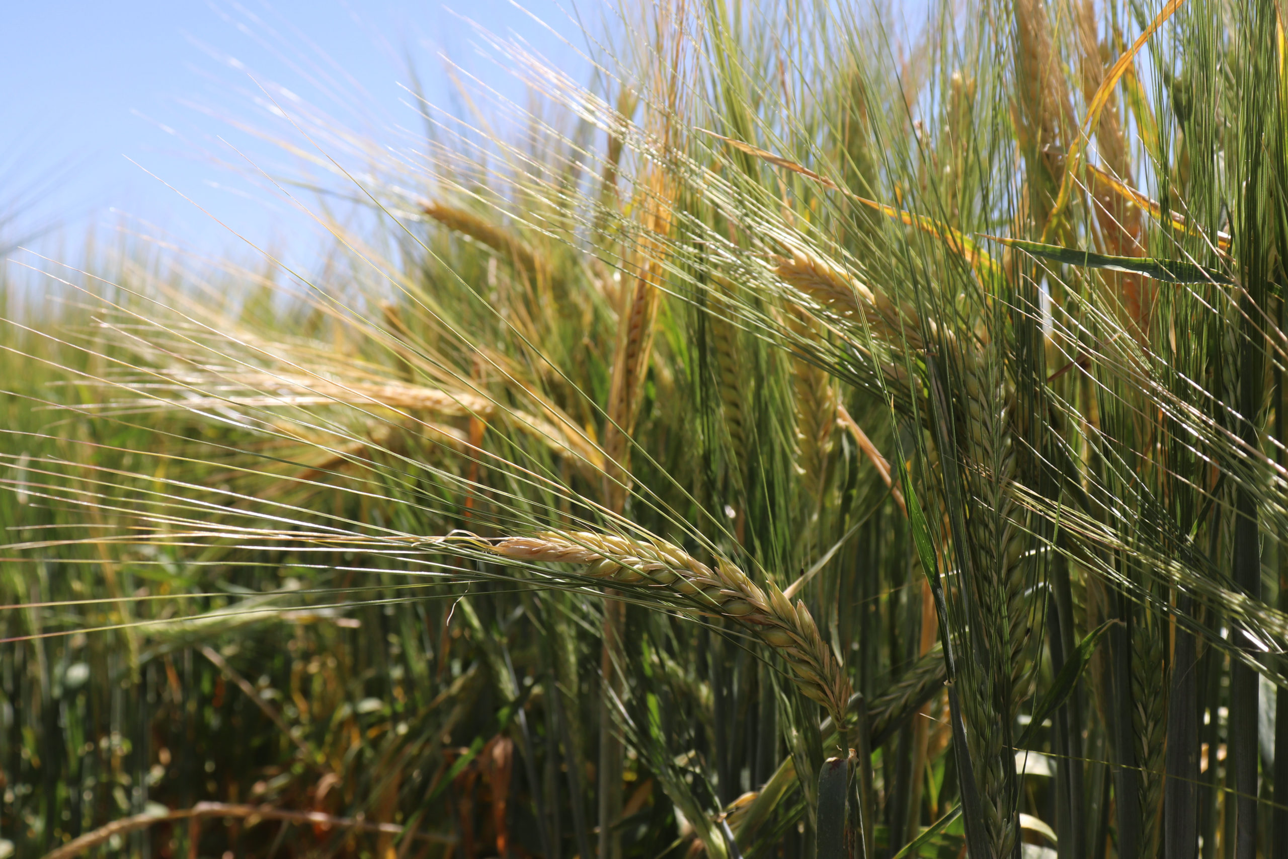 Photo Essay | Troubadour