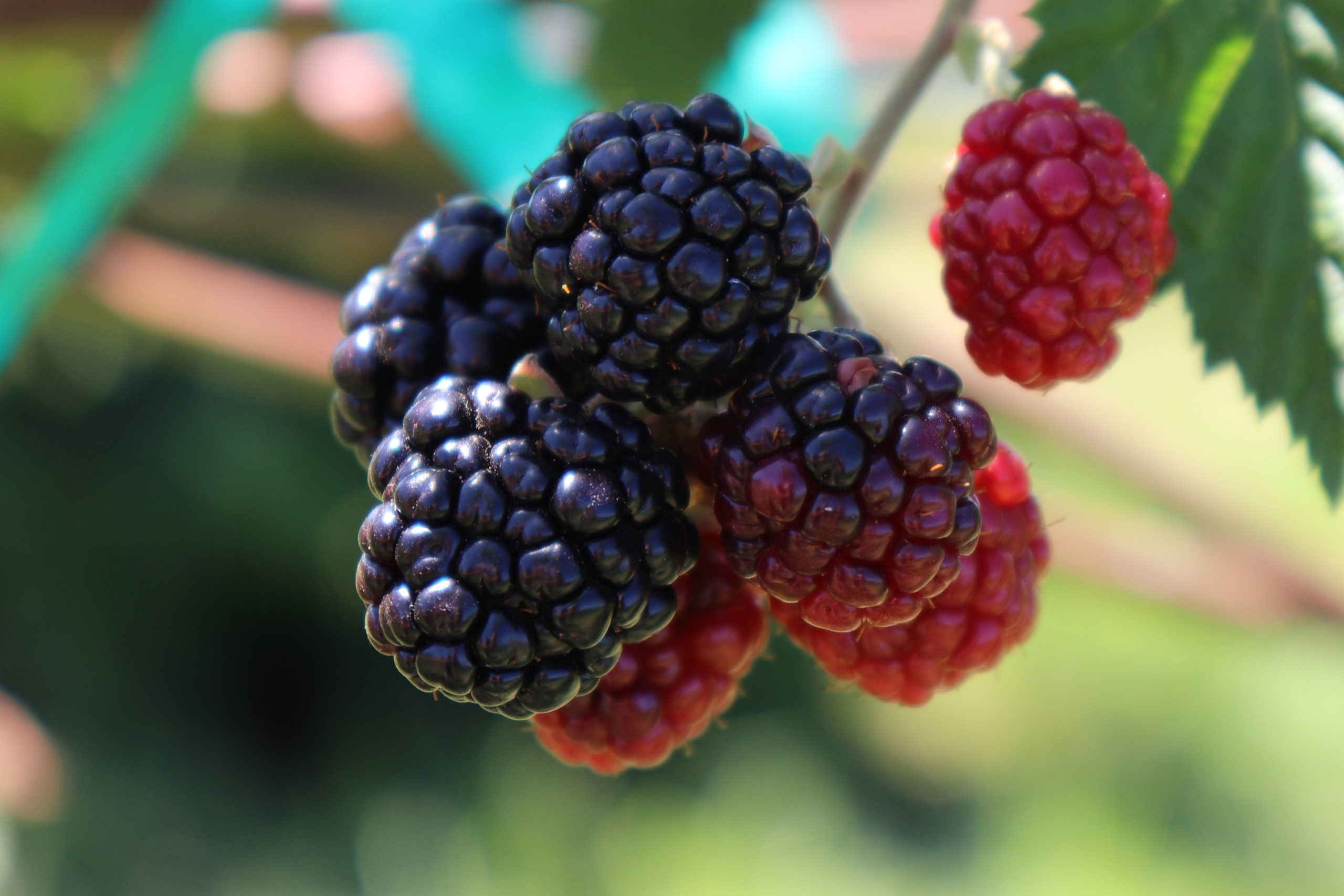 Photo Essay | Blackberries