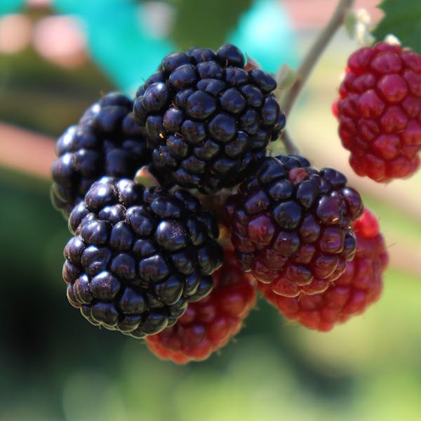 Photo Essay | Blackberries