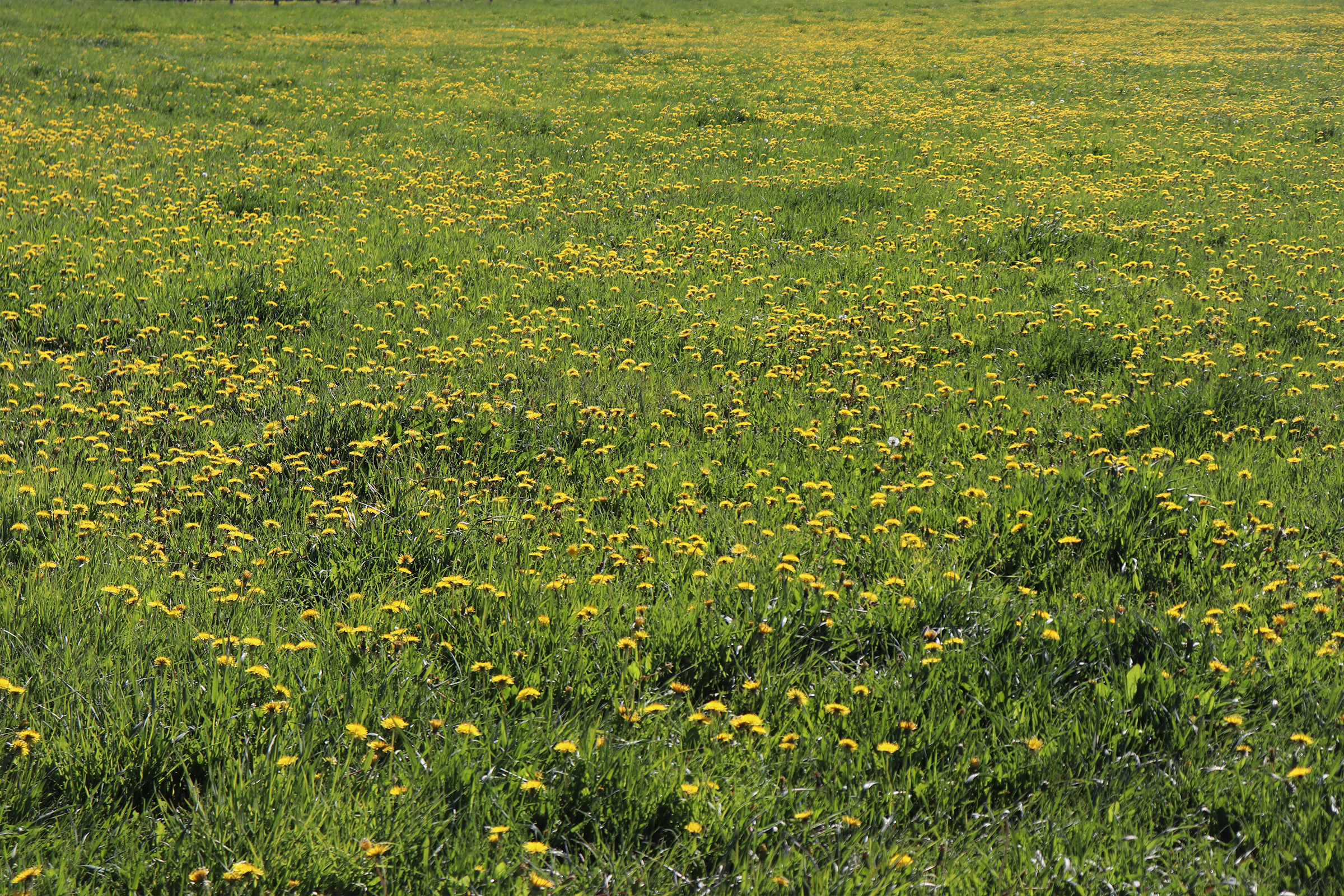 Photo Essay | Dandelion Picking