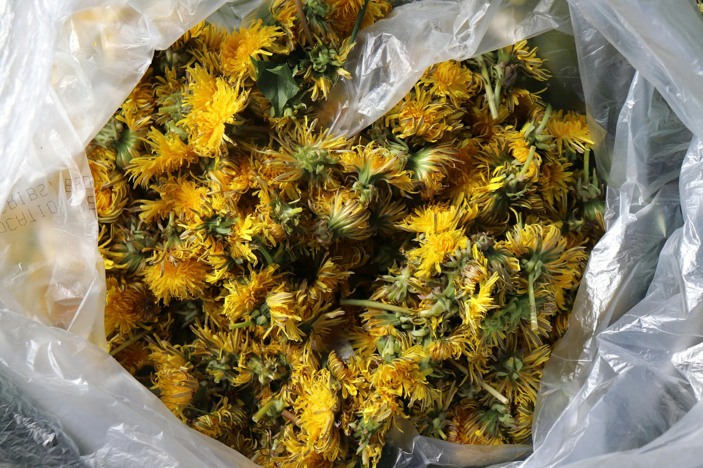 A plastic bag full of picked dandelions ready for brewing sour ale