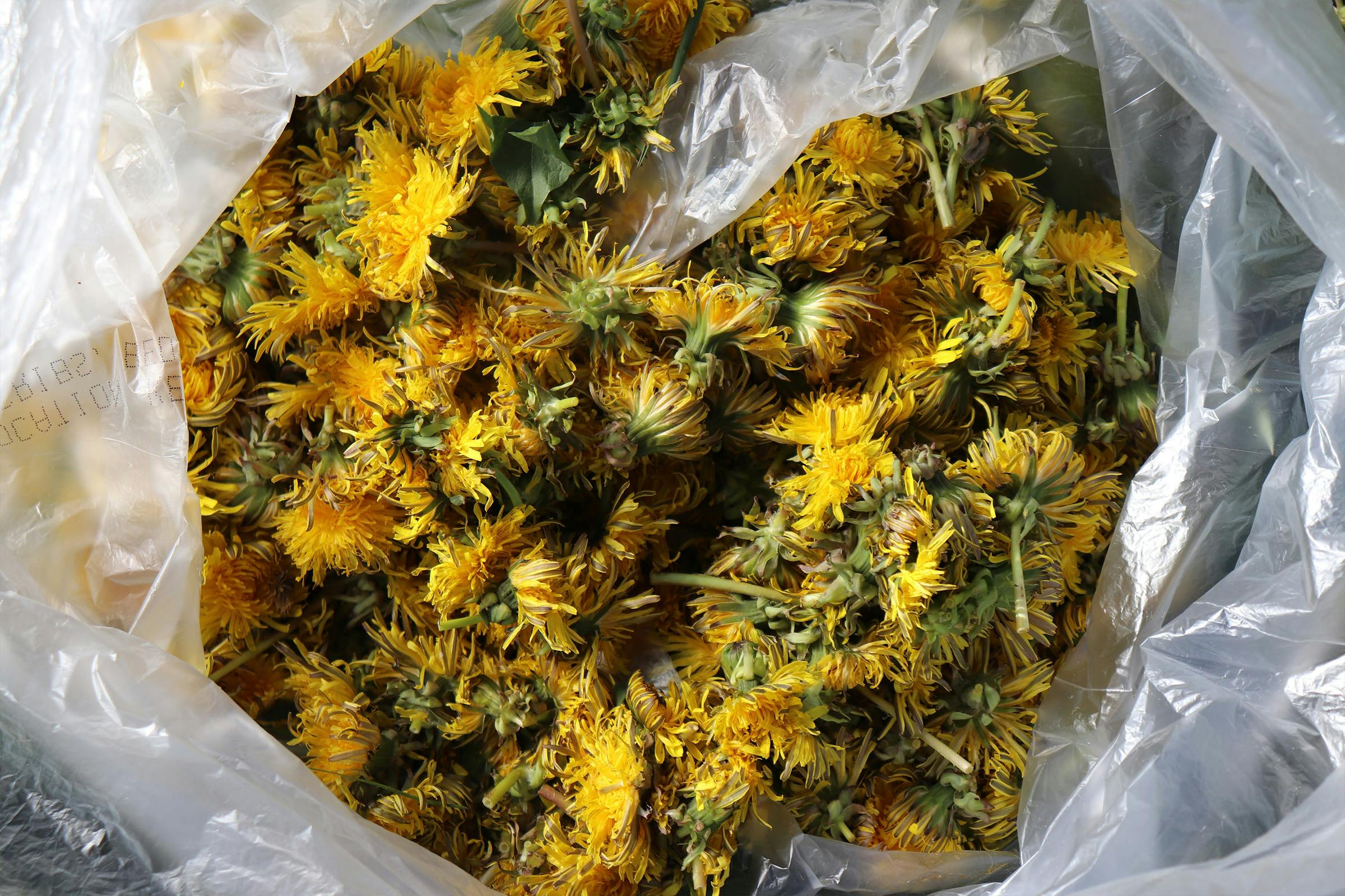 Inside of Bag A plastic bag full of picked dandelions ready for brewing sour ale