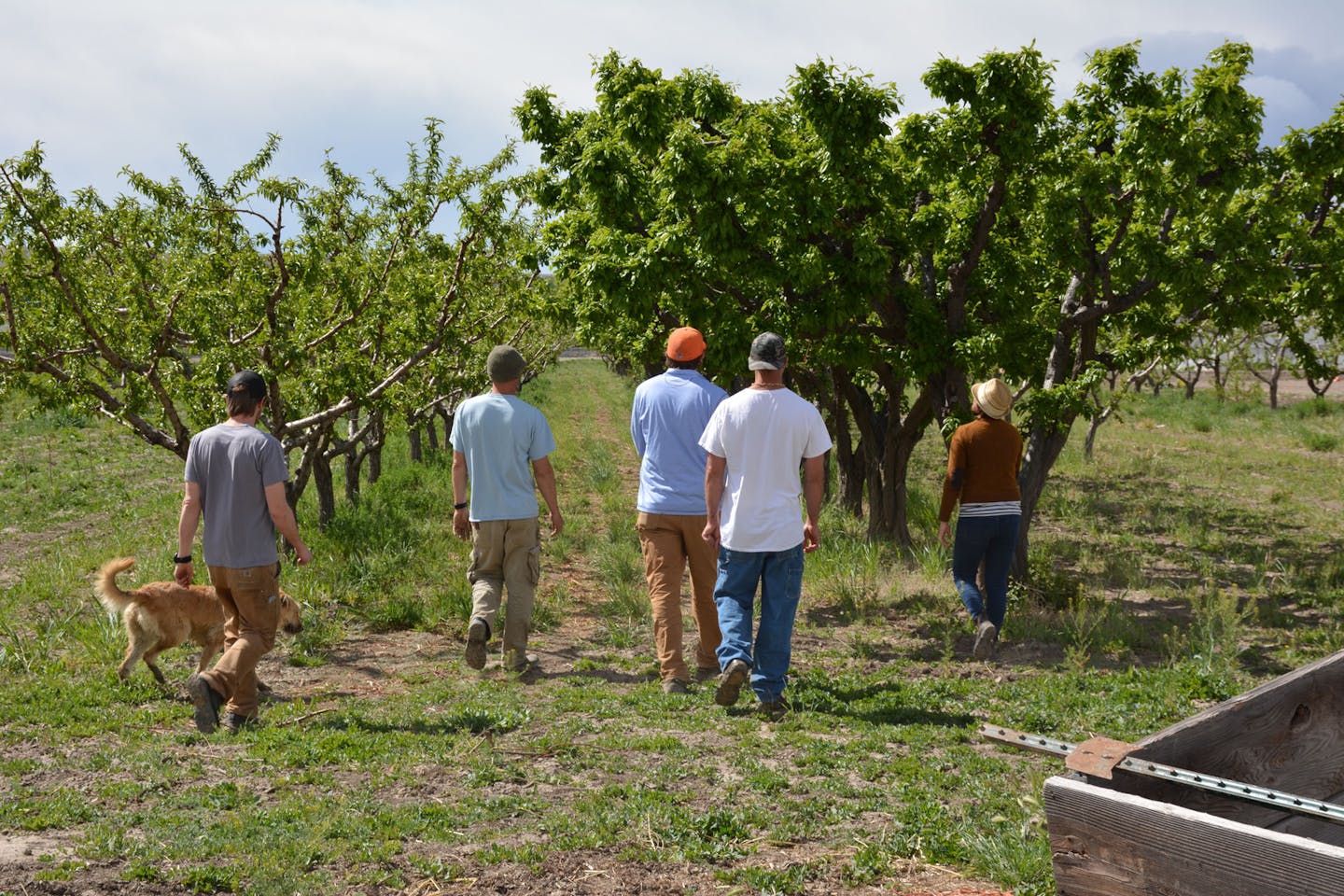 Nectarine Orchard 1