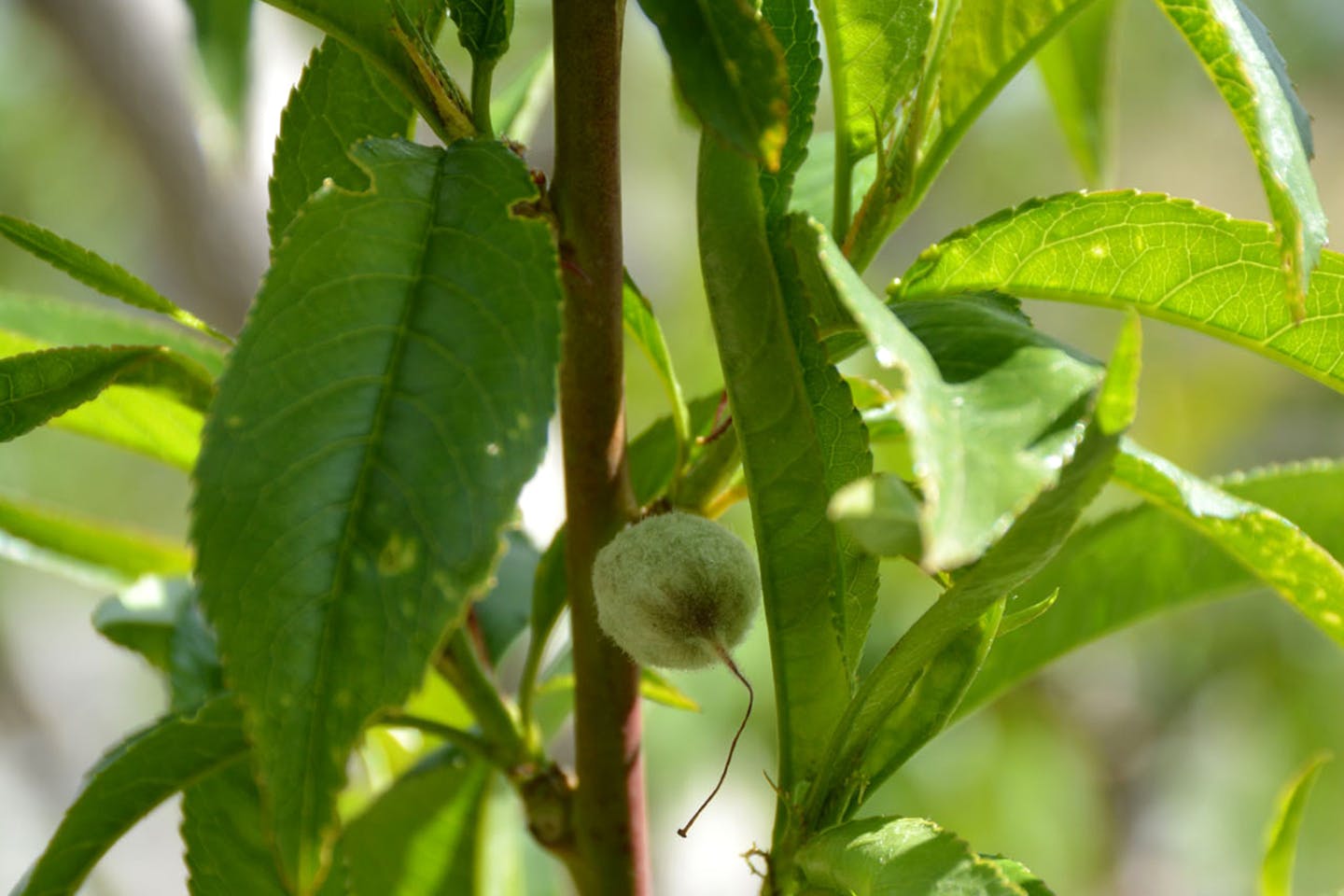 Nectarine Orchard 4 Cropped