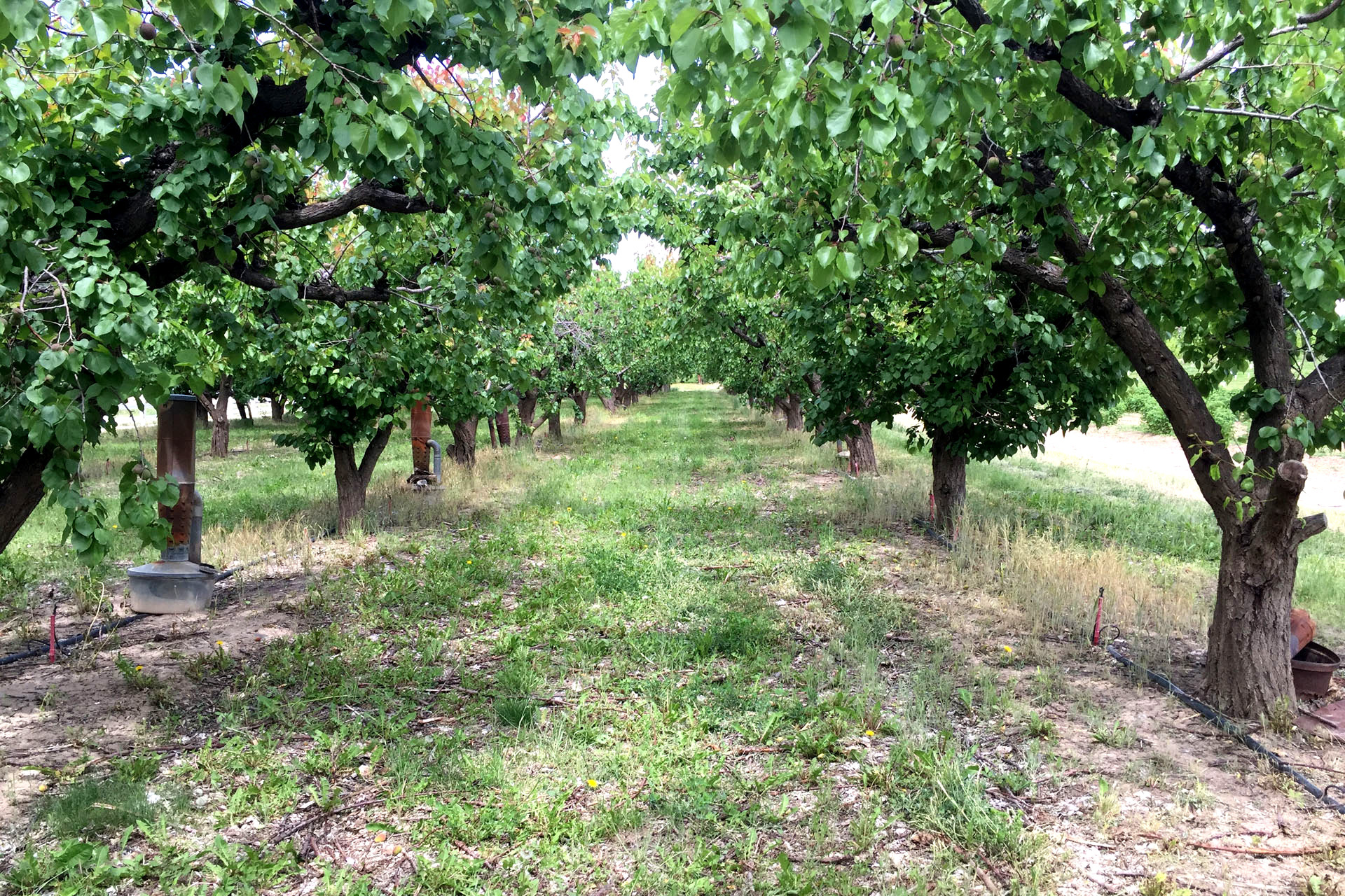 Nectarine Orchard 5