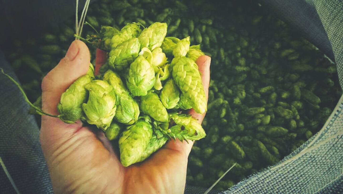 Fresh hops