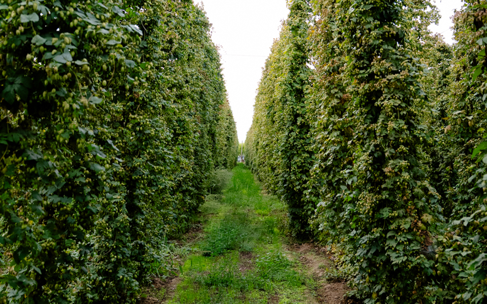2026 Hop Selection Blog Cropped