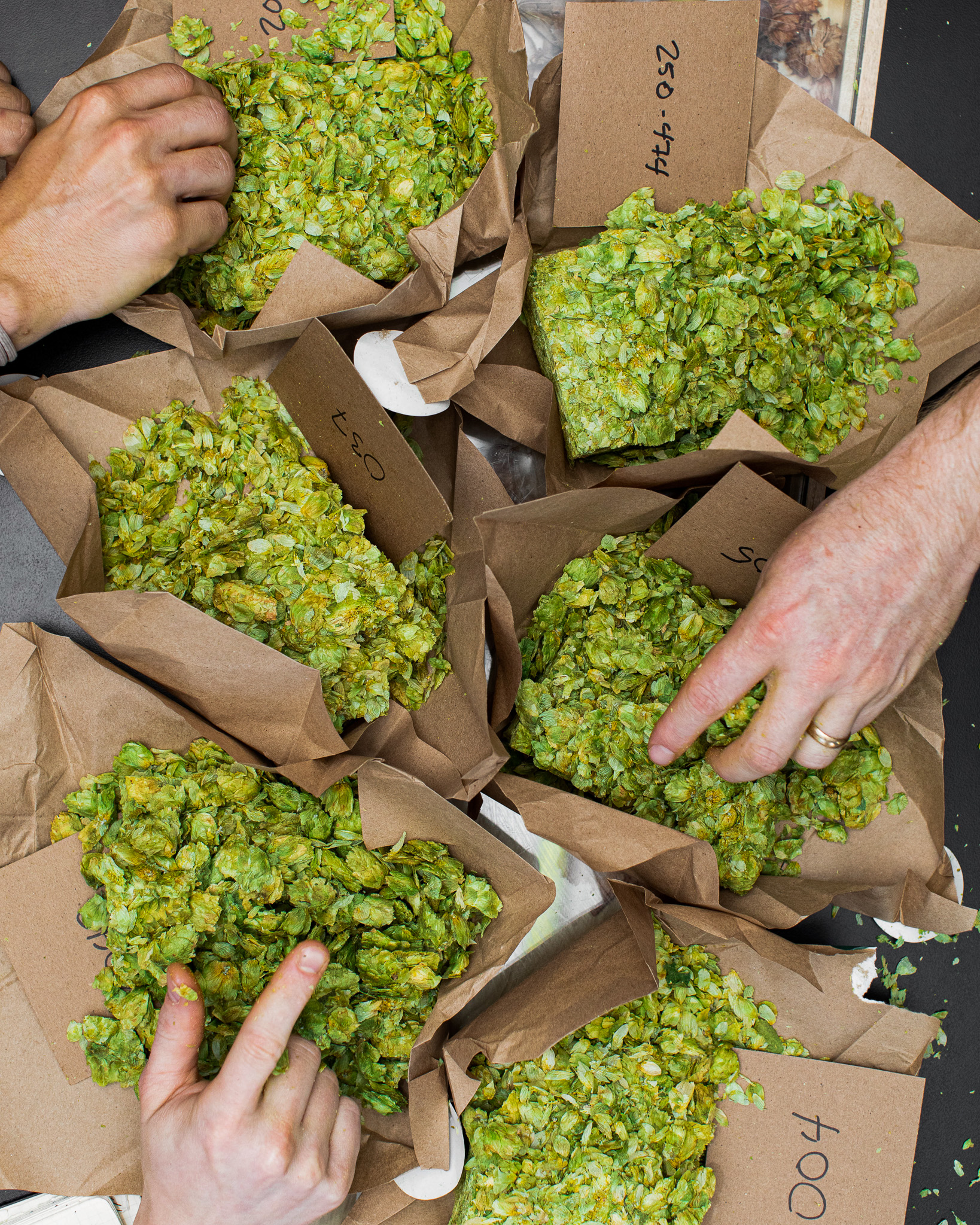 photo of selecting hops