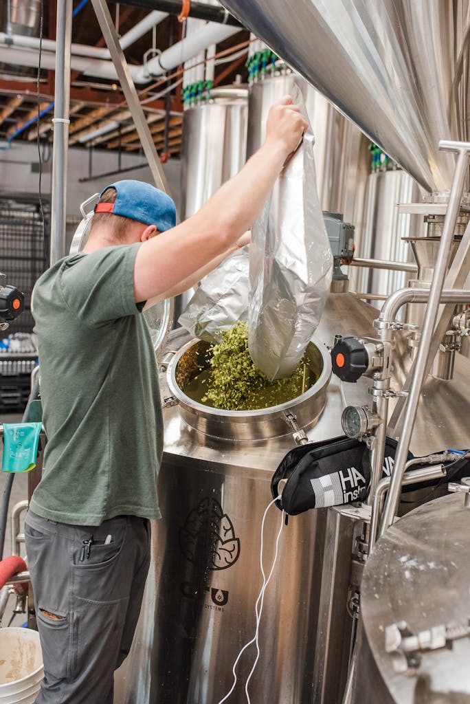 Whole cone hops being dumped into mash tun