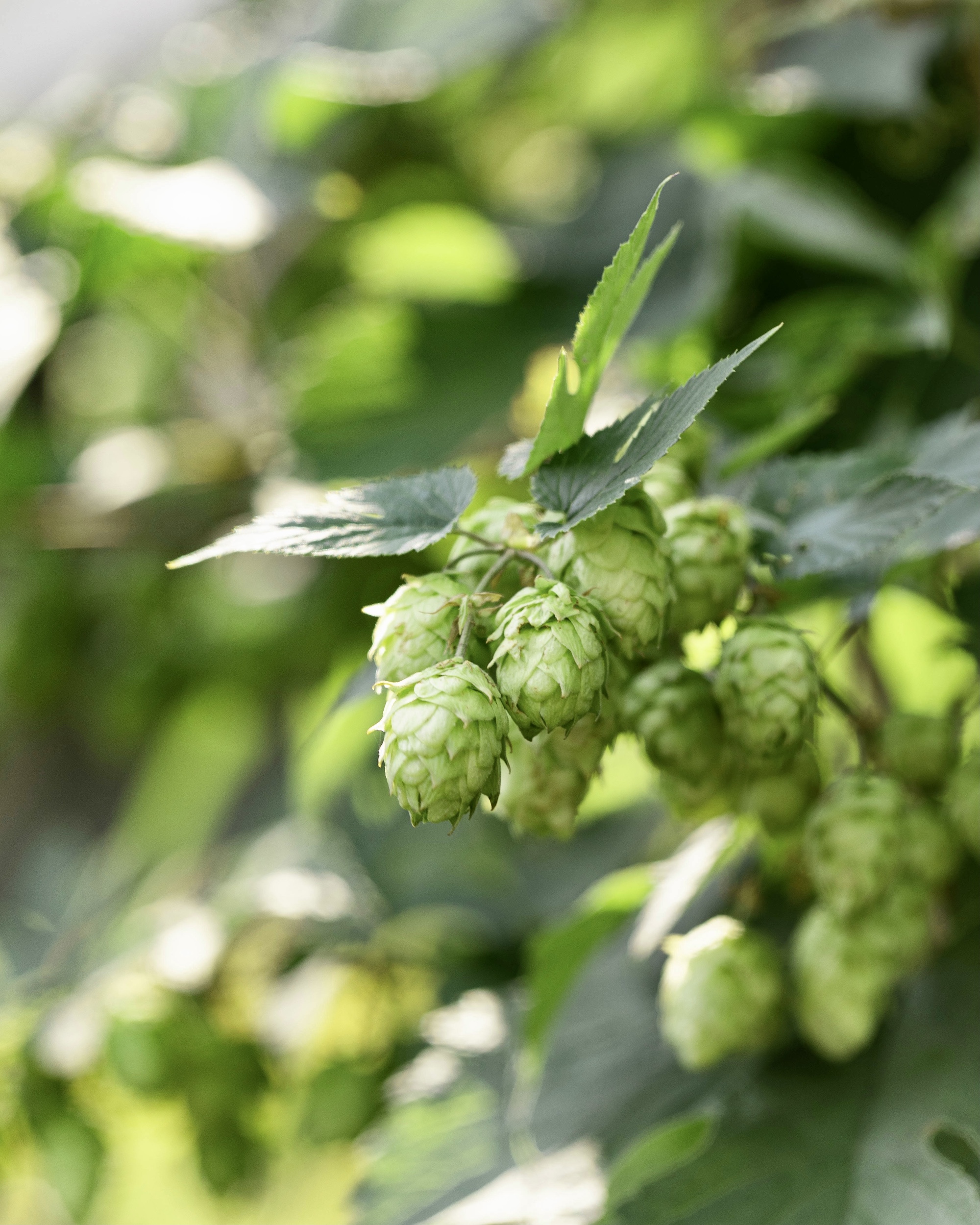 Photo of hops growing outside