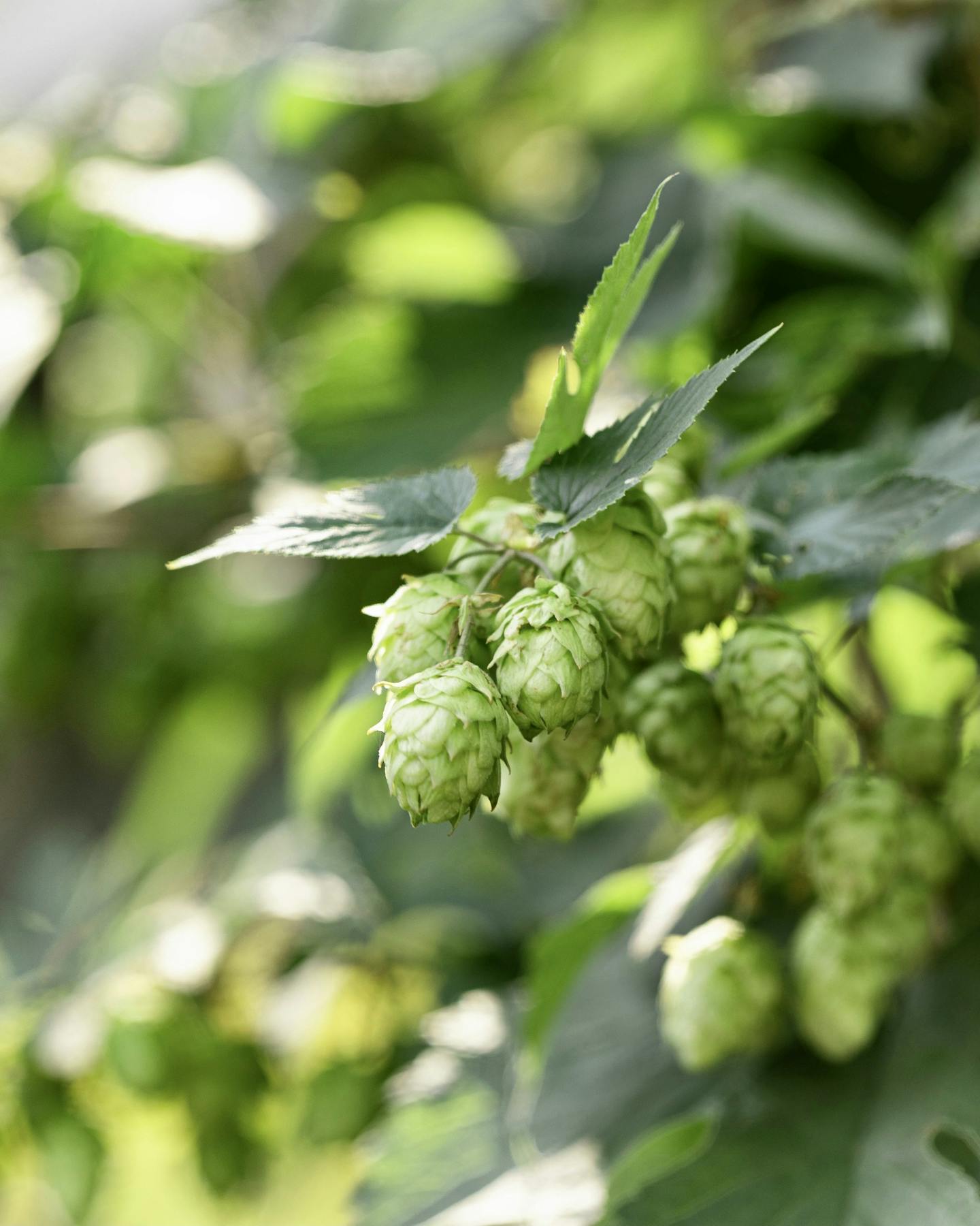 Photo of hops growing outside