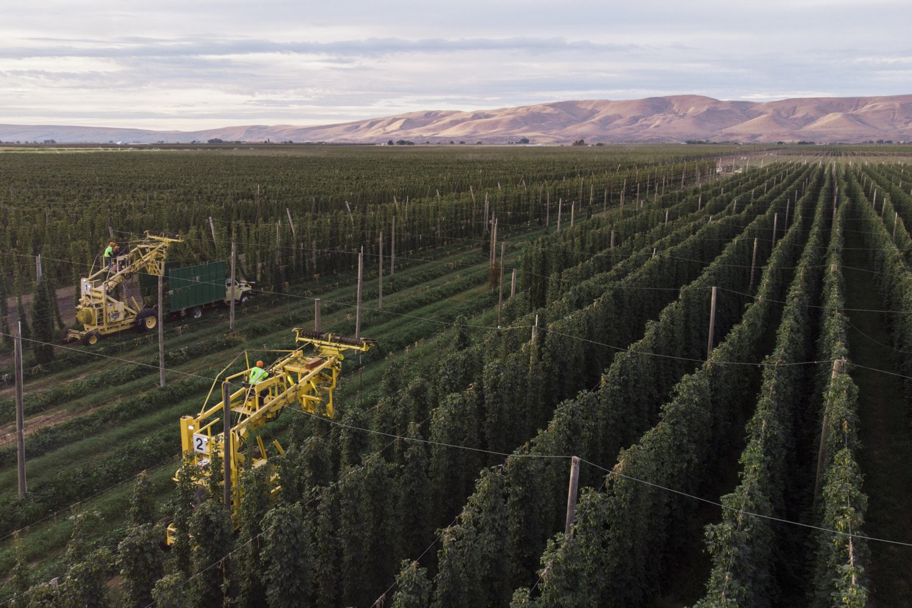 The wonder of the fresh hop: How Washington’s special autumn beer gets made