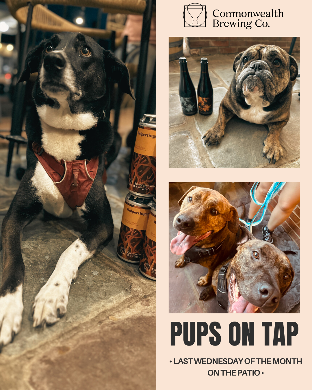 Pups on Tap Fairfax
